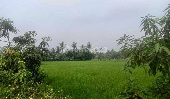 Lahan Tanah Rumah Kost Sawah Di Pinggir Jalan Raya Tangerang - 1,7 Juta/m², Tangerang, Banten 2