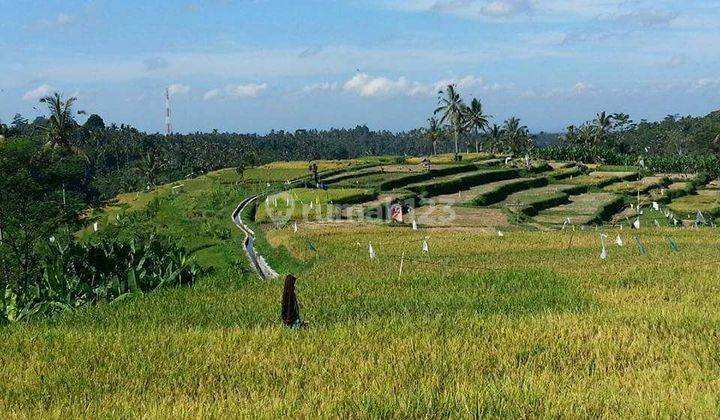 Lahan View Sawah Di Payangan Ubud 2