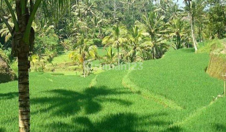 Lahan Villa  Resort  View Sawah di Payangan Ubud