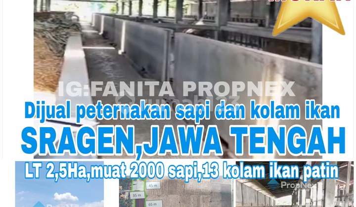MURAH! Dijual peternakan di Karang Dalem,Sragen,Jawa Tengah MURAH! Dijual peternakan di Karang Dalem,Sragen,Jawa Tengah