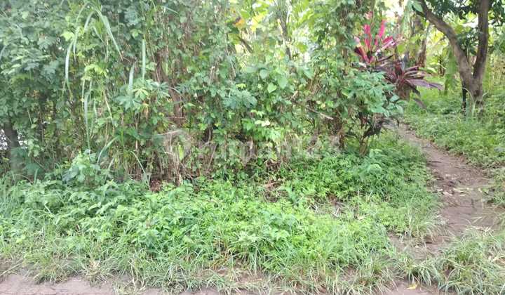 Tanah 210m2 Siap Bangun Dekat Pantai Penimbangan Buleleng Bali 4