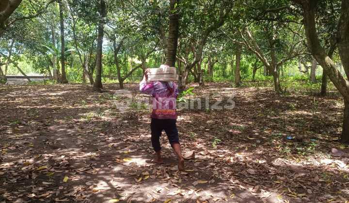 Tanah Kavling Tepi Pantai Cemara Lembar Lombok Barat Ntb 6