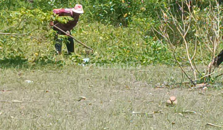 Tanah Kavling Tepi Pantai Cemara Lembar Lombok Barat Ntb 7