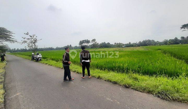 Tanah Lahan Sawah Hijau Curungrejo Kepanjen Dijual Murah L 1,1 Ha 1