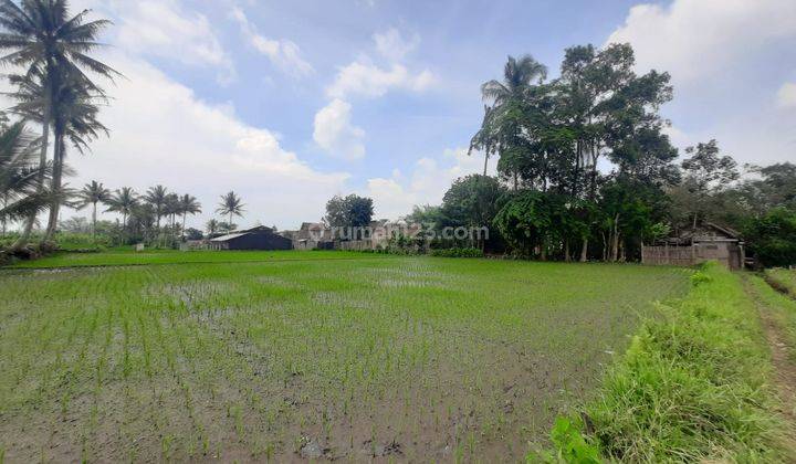 Tanah Sawah Murah Jabung Malang Sidorejo Dijual Cepat B.u Poll 1