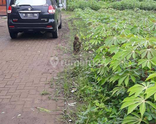 Tanah Murah Pakis Malang di Jl. Melati Sekarpuro Dijual Cepat B.u 2