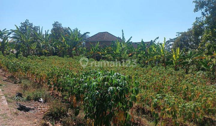 Tanah Murah Ketindan Lawang Malang Dijual Cpt B.u Arah Kebun Teh 1