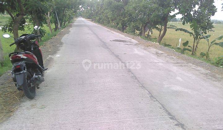 Tanah Sawah Murah Semanding Bojonegoro Jl. Ngampel Dijual Cpt B.u 1