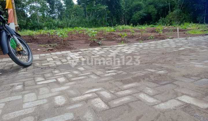 Tanah Murah Kedungrejo Pakis Malang Dijual Cepat Edisi B.u Poll Tanah Murah Kedungrejo Pakis Malang Dijual Cepat Edisi B.u Poll