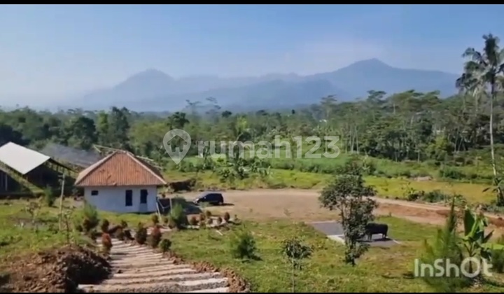 Peternakan Sapi Potong Subang Siap Pakai