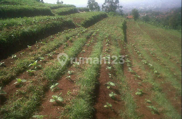 Dijual Tanah Cimeunyan Padasuka