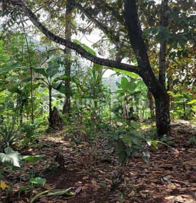 Tanah kebun di Desa Cirawa mekar, kecamatan Cipatat Bandung Barat 1