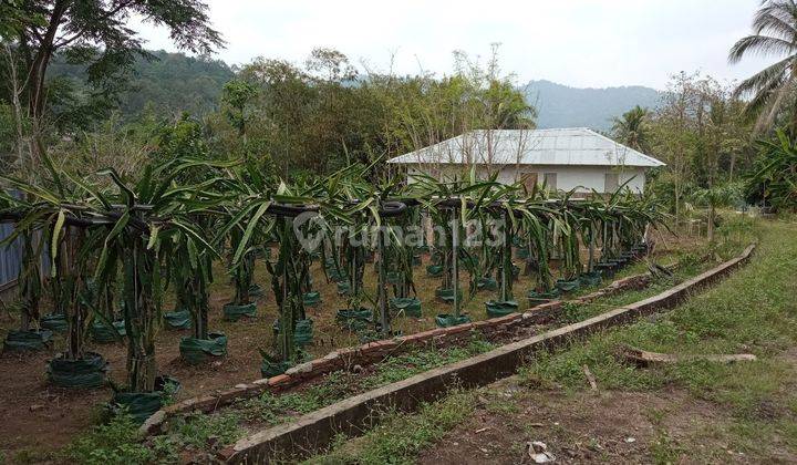 Tanah Sertifikat Hak Milik 7.714 m² Cikerai, Cilegon 2