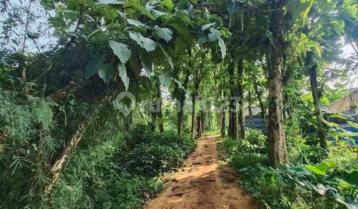 SHM Land 11,591 m2 in Cijeruk, Cipelang, Bogor