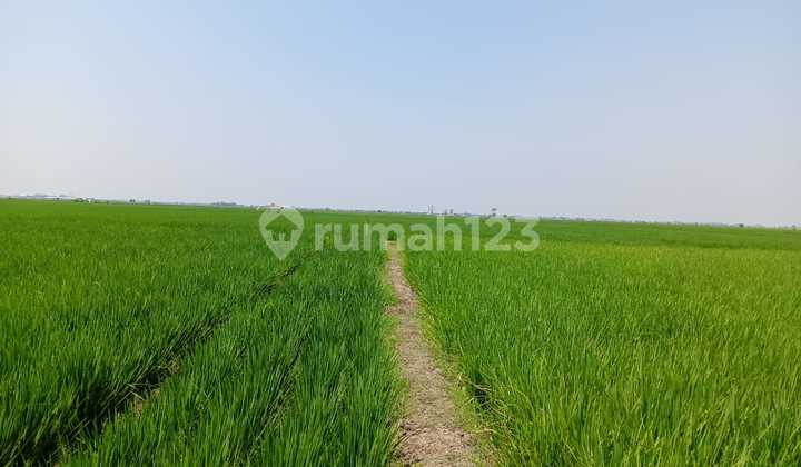 Tanah di Subang, SHM Dekat Akses Pelabuhan Patimban Tanah di Subang, SHM Dekat Akses Pelabuhan Patimban