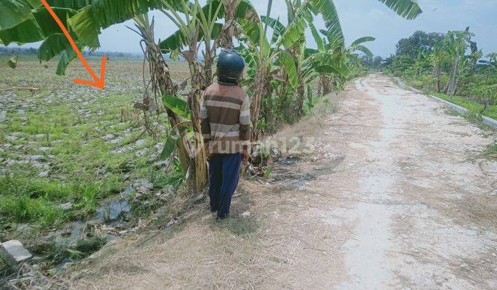 Tanah Sawah Semanding Bojonegoro Jl. Ngampel Dijual Murah Cpt B.u 1