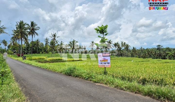 Dijual Tanah Sawah Terasiring dengan Landscape yang Cantik di Jelun - Banyuwangi