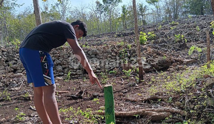 Cheap Sale of Large Yard Land 3358m in Pracimantoro Cheap Sale of Large Yard Land 3358m in Pracimantoro