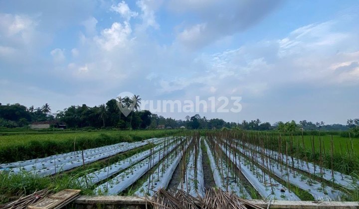 Sawah Produktif Sttategis Simpangan Mobil Di Manisrenggo Klaten