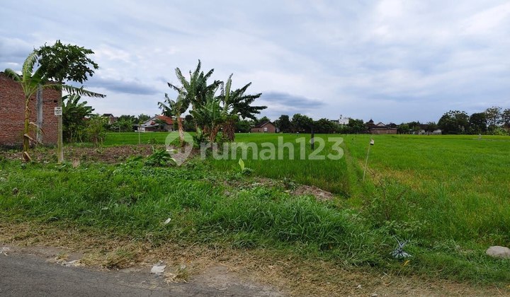 Cheap Land Productive Rice Fields Nogosari Boyolali