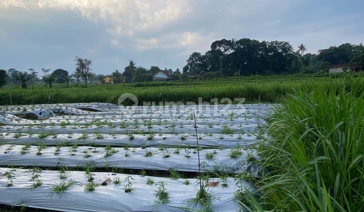 Sawah Produktif Sttategis Simpangan Mobil Di Manisrenggo Klaten