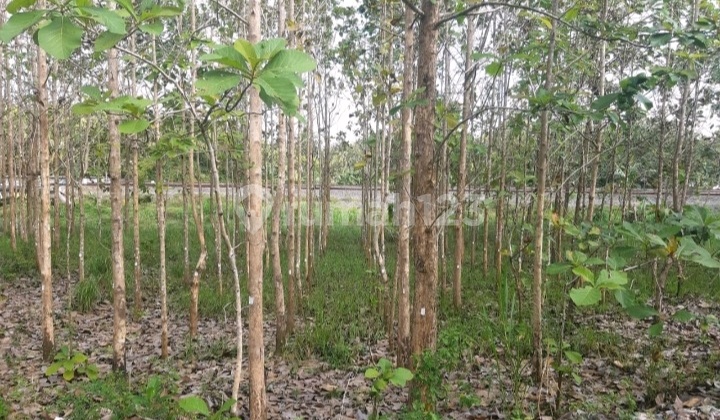 Tanah di Kulon Progo 4.9 Hektar Hub Ayu 081282365373 4
