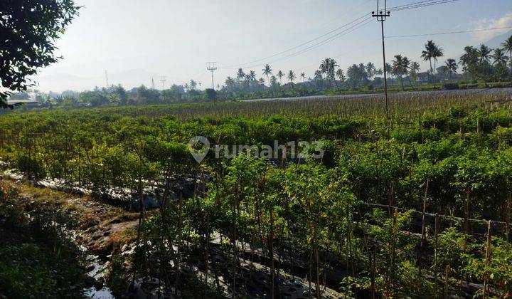 Tanah SHM 3,7 Ha Kawasan Wisata Cipanas Garut di Jl Raya Cipanas 2