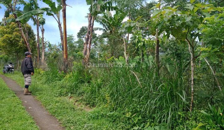 Tanah Perkebunan Subur Dekat Danau Buyan Dan Danau Tamblingan 1