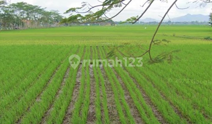 Cocok Utk Resto Tepi Sawah Tanah Sawah Gondang Tulungagung 3