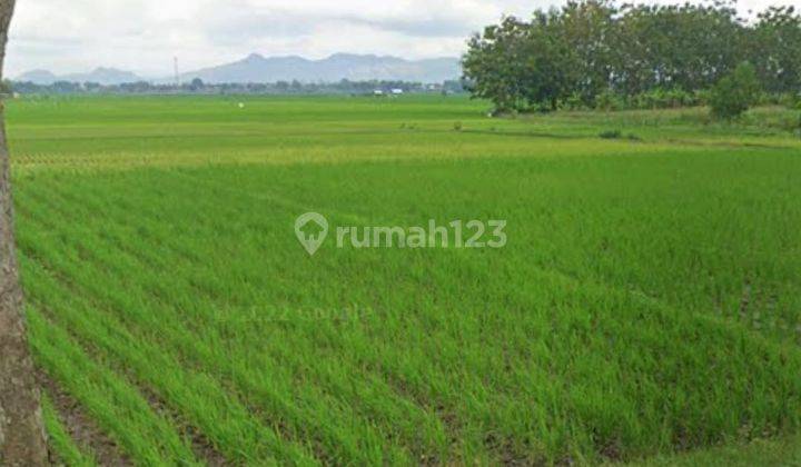 Cocok Utk Resto Tepi Sawah Tanah Sawah Gondang Tulungagung 5