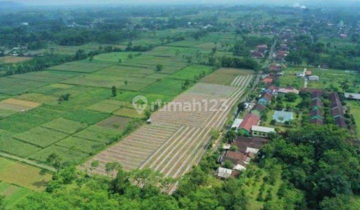 Akses Jalan Mudah Tanah Pertanian Aktif 2.4ha Tempeh Lor Lumajang Murah 144rb An m2 3