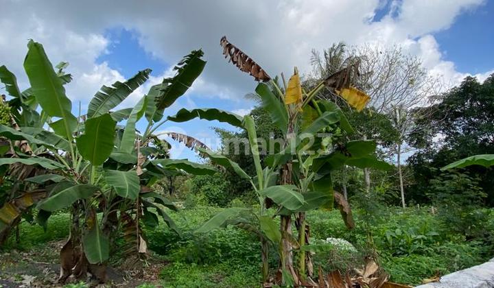 COCOK DIBANGUN VILLA Kavling Siap Bangun Greenlot Residence Munggu Bali 11 Are SHM River View