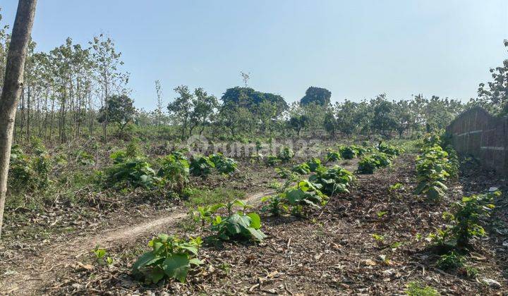 Nol Jalan Propinsi Tanah Siap Bangun Raya Tuban Babat 7930m2 Murah 400rb M2 Cocok Utk Pabrik, Gudang Perumahan 2