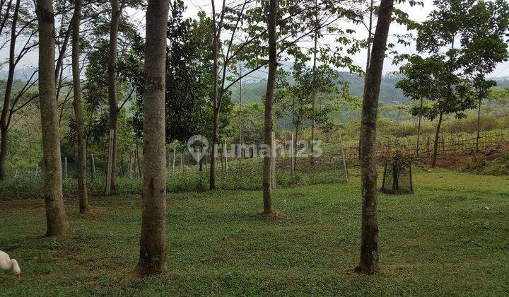 Tanah Pabuaran Bogor dekat Puncak 2 luas 30 Ha Bisa Beli Setengah 1