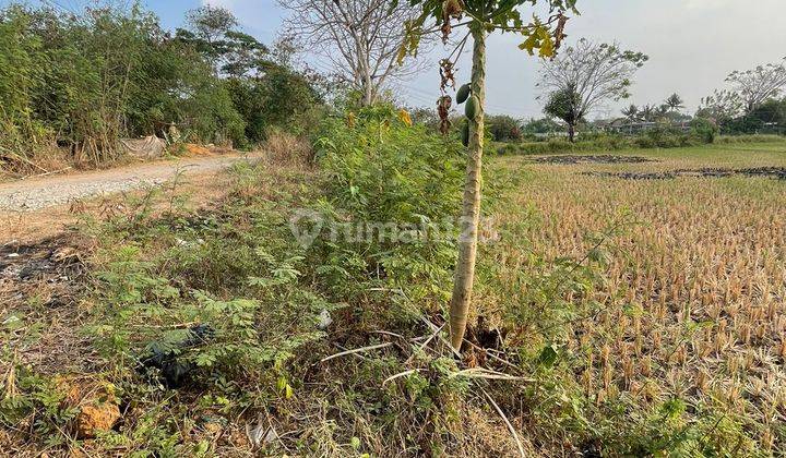 Dijual Cepat Sawah 2 Petak Pinggir Jalan Desa Kidongdong 2