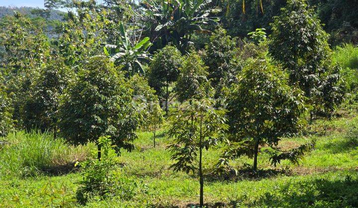 Dijual Tanah Sumbermanjing Arah Sendang Biru Malang 1