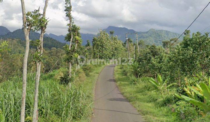 Dijual Tanah Kebun Perkebunan Wonosalam Jombang  2