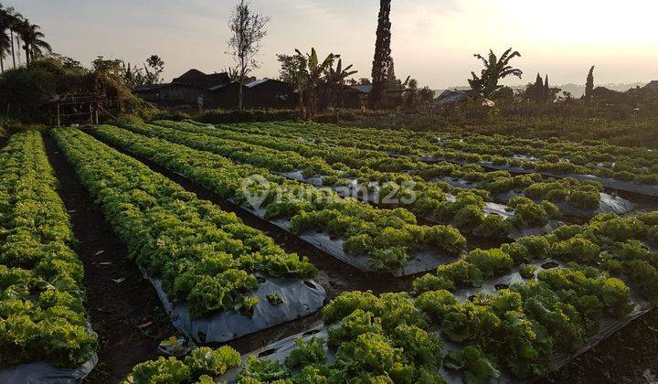 Tanah Dijual di Cianjur, Cipanas, Strategis, Akses Mudah 1