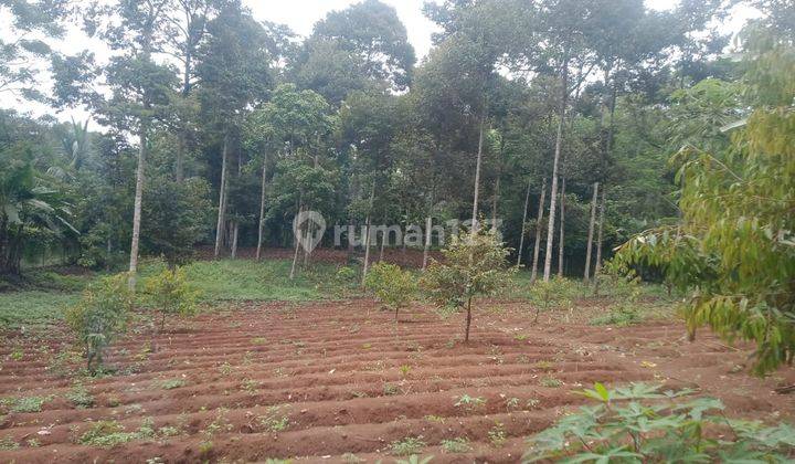 Tanah Kebun Luas di Sukamanah, Mande, Cianjur Nego Sampai Deal  1