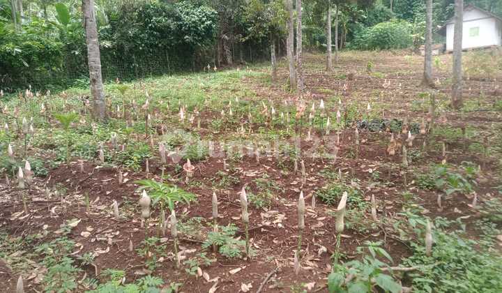 Tanah Kebun Luas di Sukamanah, Mande, Cianjur Nego Sampai Deal  5