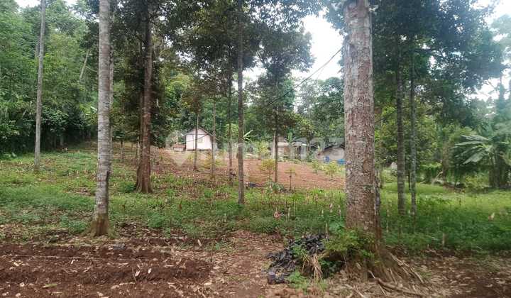 Tanah Kebun Luas di Sukamanah, Mande, Cianjur Nego Sampai Deal  9