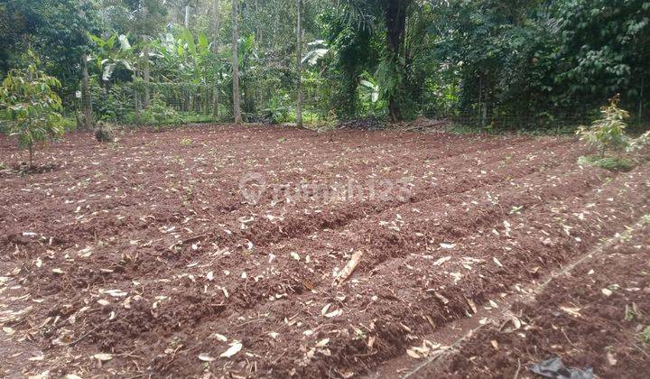 Tanah Kebun Luas di Sukamanah, Mande, Cianjur Nego Sampai Deal  11