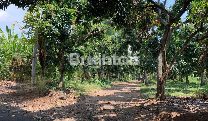Kavling Tanah PRIGEN Pasuruan, Lokasi Bagus Dengan View Gunung Penanggungan dan Bersebelahan Dengan Taman Dayu