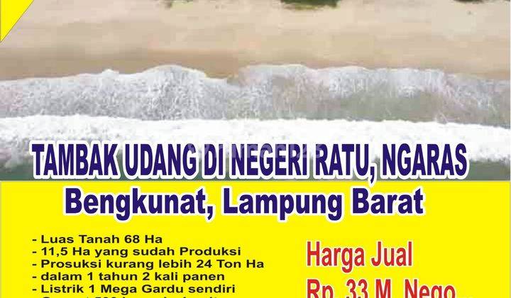 Tambak Udang Sudah Produksi Dan Masih Berjalan di Bengkunat 1