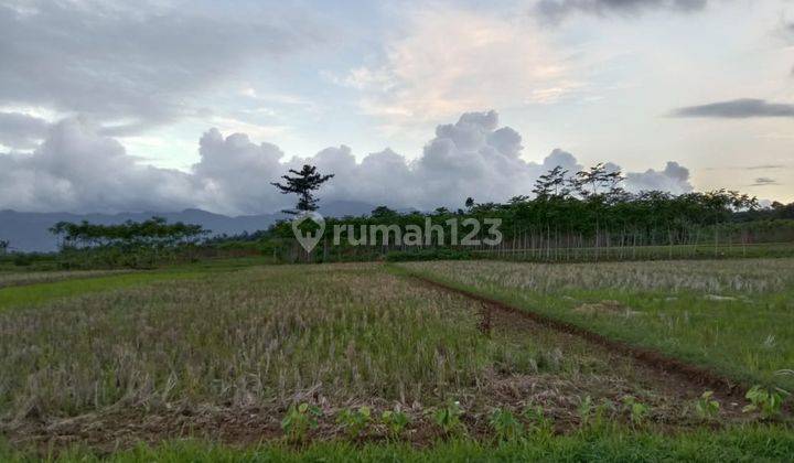 Dijual Tanah Luas Dekat Bandara di Purbalingga 1