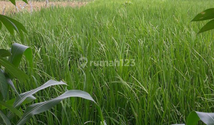 Tanah Sawah di Daerah Padamara Purbalingga 2