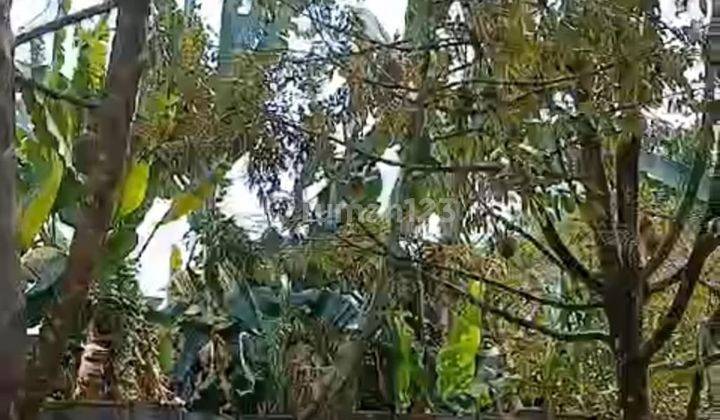 Dijual Tanah Ada Kebun Durian di Daerah Kebanggan Banyumas 2