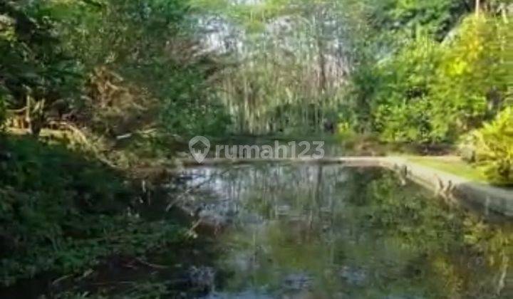 Dijual Tanah Ada Kebun Durian di Daerah Kebanggan Banyumas 2