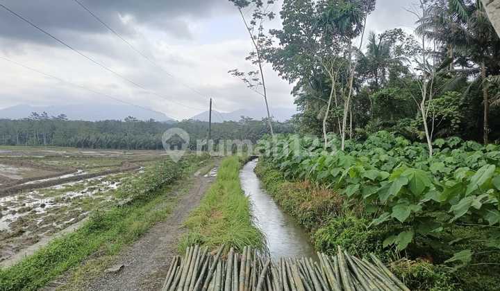 for sale extensive hilly land in Purbalingga for sale extensive hilly land in Purbalingga