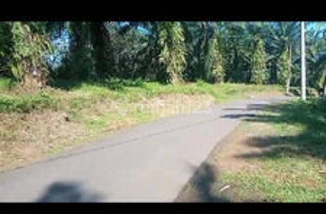 Dijual Tanah Kebun SHM 5,3 Ha di Cigudeg 2